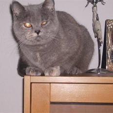 British Shorthair Kiara