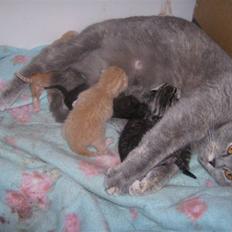 British Shorthair Kiara