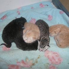 British Shorthair Kiara