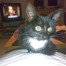 Blanding af racer Tiller 