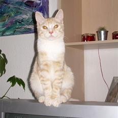 Blanding af racer simba