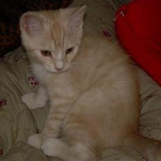 Blanding af racer simba