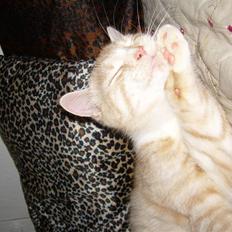 Blanding af racer simba