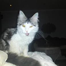Maine Coon Bacardi