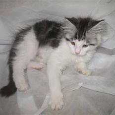 Maine Coon Bacardi