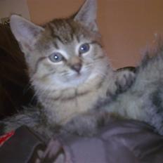 Huskat Koshka-Fået ny ejer :'(