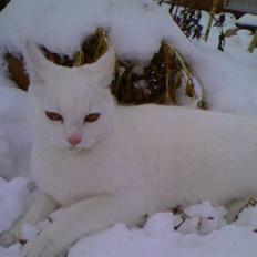 Blanding af racer Spirit<3