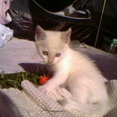 Blanding af racer Spirit<3