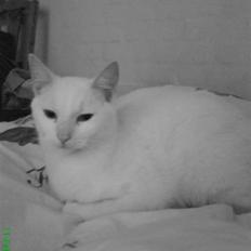 Blanding af racer Spirit<3