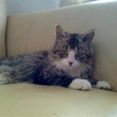 Blanding af racer Mitte