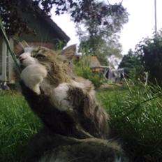 Blanding af racer Mitte