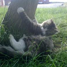 Blanding af racer Mitte