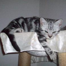 British Shorthair Balto