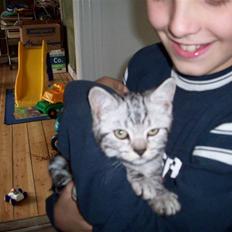British Shorthair Balto