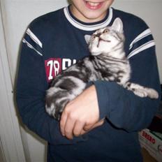 British Shorthair Balto