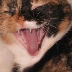 Blanding af racer Bit-Pigen