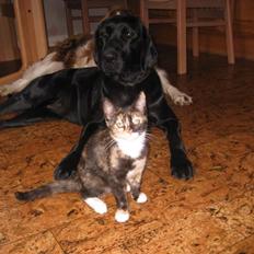 Blanding af racer Bit-Pigen