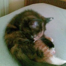 Blanding af racer Jinx