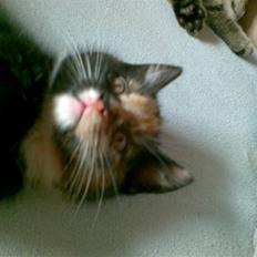 Blanding af racer Jinx