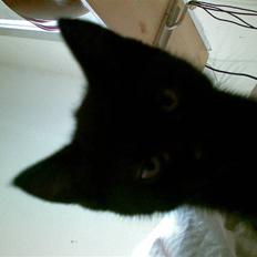 Blanding af racer Gizmo