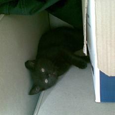 Blanding af racer Gizmo