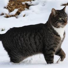 Blanding af racer Mikkel Aflivet