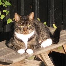 Blanding af racer Mikkel Aflivet