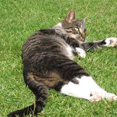 Blanding af racer Mikkel Aflivet