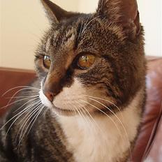 Huskat *R.I.P* 8/1 2009 Sonja