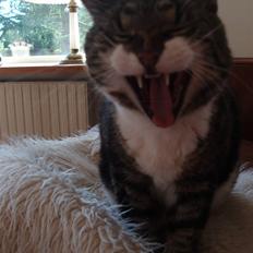 Huskat *R.I.P* 8/1 2009 Sonja