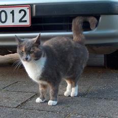 Blanding af racer Silli