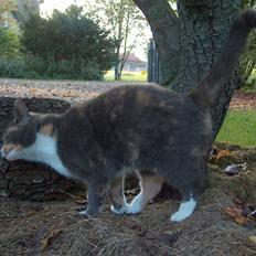 Blanding af racer Silli