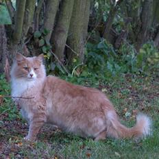 Blanding af racer Mippi