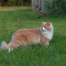 Blanding af racer Mippi