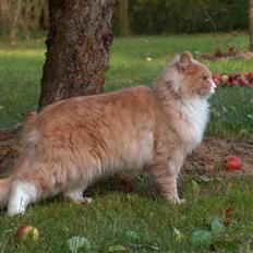 Blanding af racer Mippi