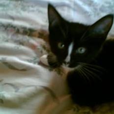 Blanding af racer BLACKIE