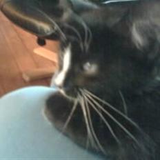 Blanding af racer BLACKIE