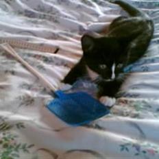 Blanding af racer BLACKIE