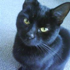 Blanding af racer perle