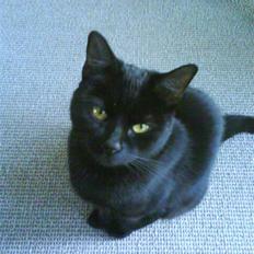 Blanding af racer perle