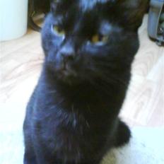 Blanding af racer perle