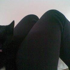 Huskat Ollie Død d. 1/11-08.