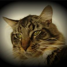 Maine Coon Nemo