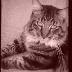 Maine Coon Nemo