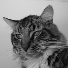 Maine Coon Nemo