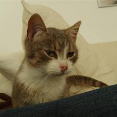 Huskat Jensen † R.I.P. †