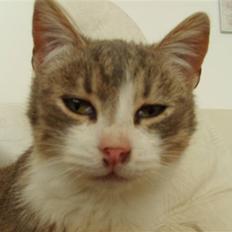 Huskat Jensen † R.I.P. †