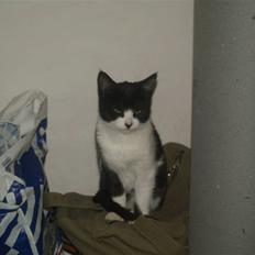 Huskat Miv*RIP Min lille skat*