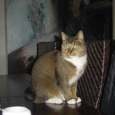 Blanding af racer Babis