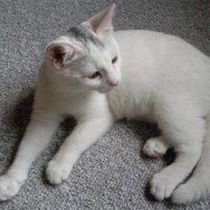 Blanding af racer Molly